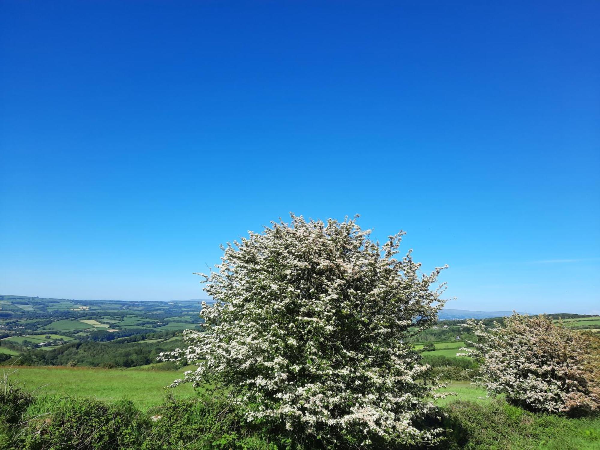 Summit Camping Kit Hill Cornwall Panoramic Views Grass Pitch From 15Pn Or Bella Bell Tent 75Pn Callington Rom bilde