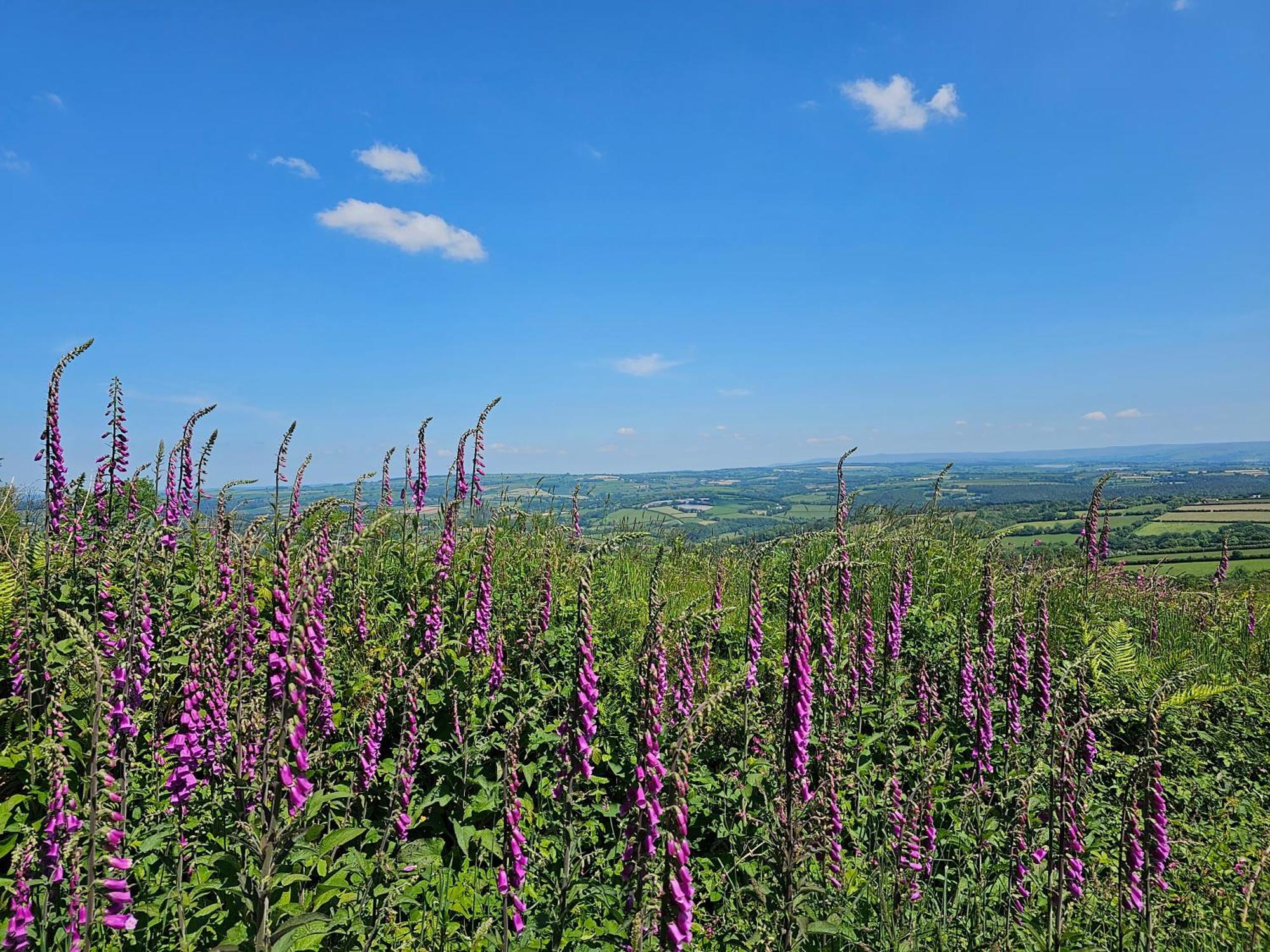 Summit Camping Kit Hill Cornwall Panoramic Views Grass Pitch From 15Pn Or Bella Bell Tent 75Pn Callington Eksteriør bilde